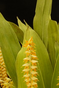 Dendrochilum latifolium Beetle HCC/AOS 78 pts. Inflorescence